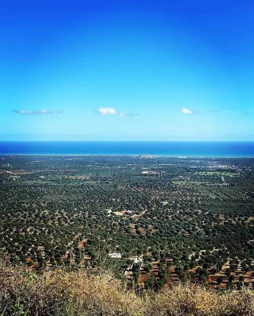 在橄榄树和森林之间徒步旅行