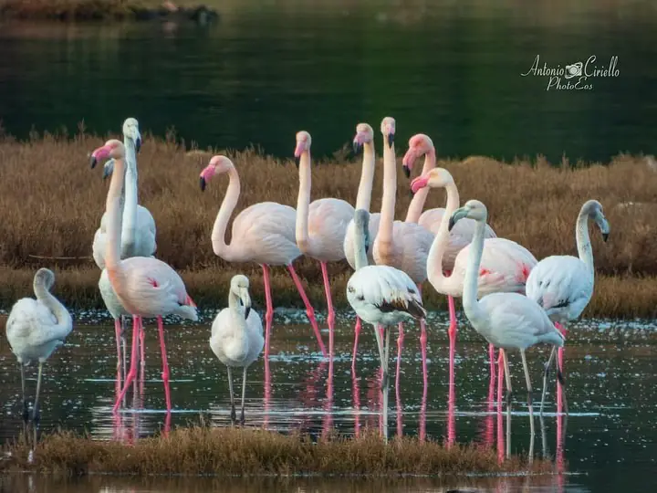 Descubre dónde ver flamencos rosas en Taranto