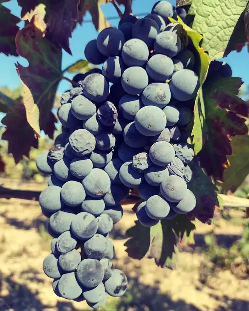 Le migliori cantine per degustare il Primitivo a Taranto