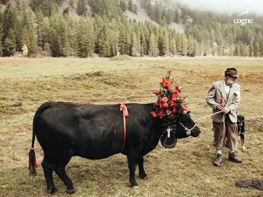 Die Bedeutung der Bänder und Blumen an den Kühen