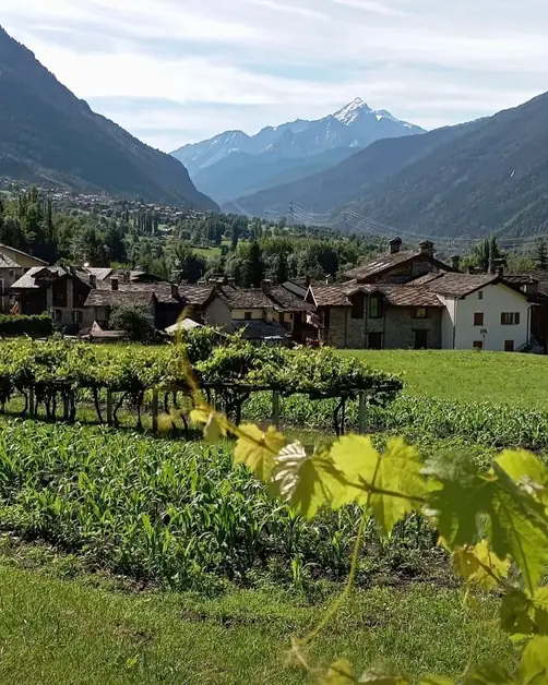 El vino único de la Valle de Aosta por descubrir