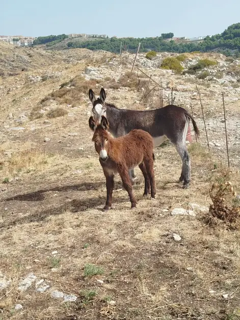Der Südliche Weg Francigena und Monte Sant'Angelo