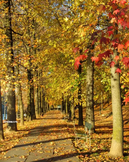 Autunno al Parco del Valentino tra colori e bellezze