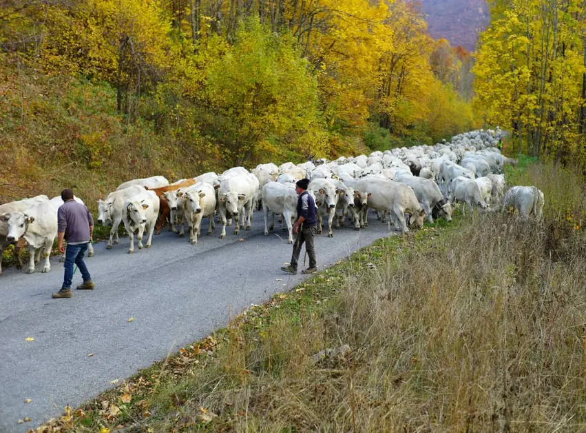 Caluma el vache在Limone Piemonte的仪式