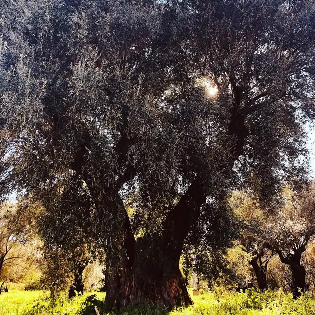 Discovering Olive Oil in Alberobello