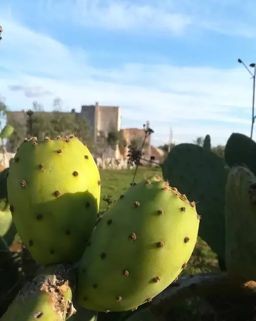 Slow Cycling between Polignano and Villages