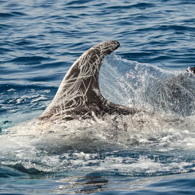 Taranto and the dolphins a refuge for cetaceans