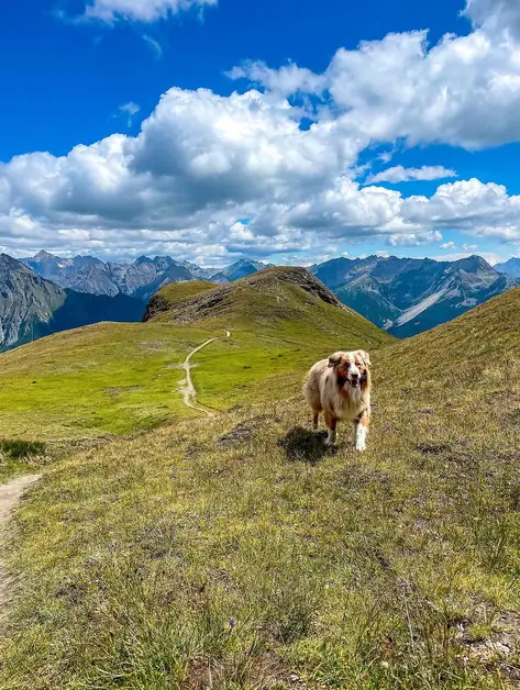 Dog friendly lakes in Aosta Valley for your pet