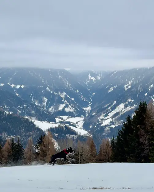 Dog Regulations in Aosta Valley Natural Parks