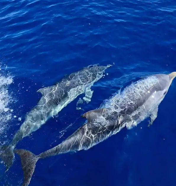 Dolphin watching boat tours in Taranto Ionian Sea