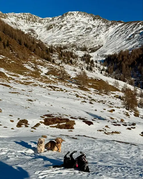 Short Walks with Your Dog in Aosta Valley
