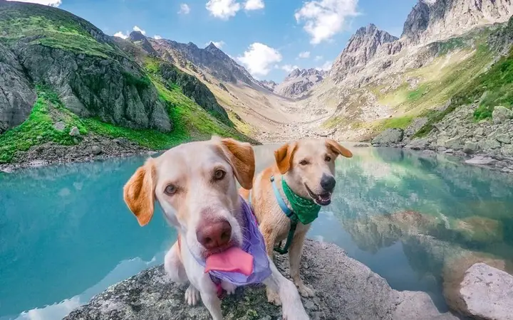 Summer in Aosta Valley with your dog for cool adventures