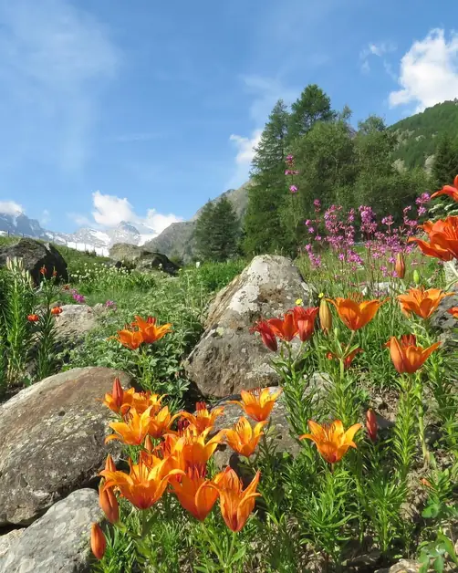 Val Veny a natural paradise to explore