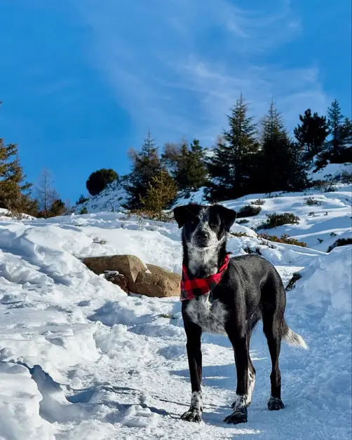 Winter Walks with Your Dog in Aosta Valley