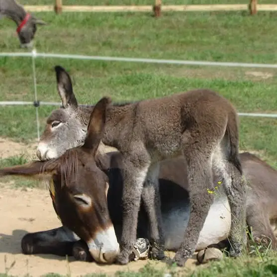Discover the Donkey Refuge in Biella