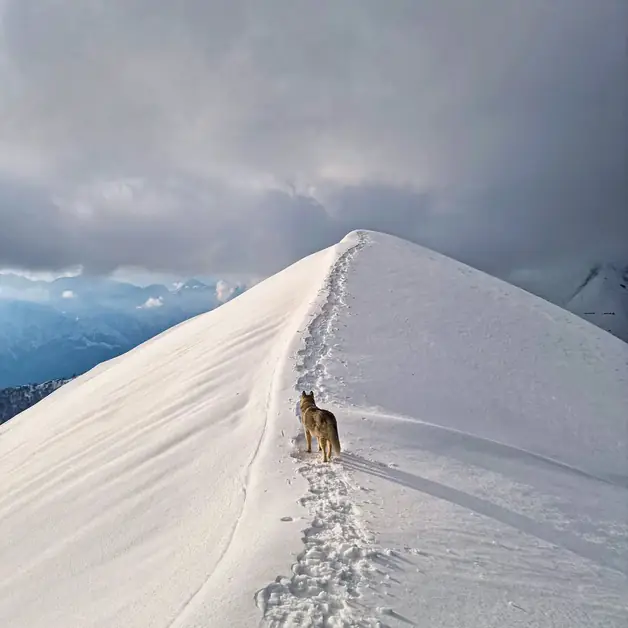 Explore the Monticchio Bonom Trail in Oasi Zegna