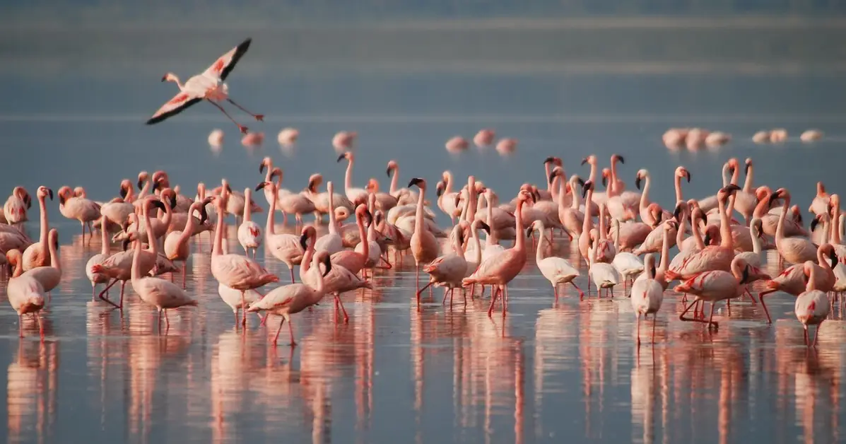 Margherita di Savoia Salt Flats: Flamingos and Guided Tour