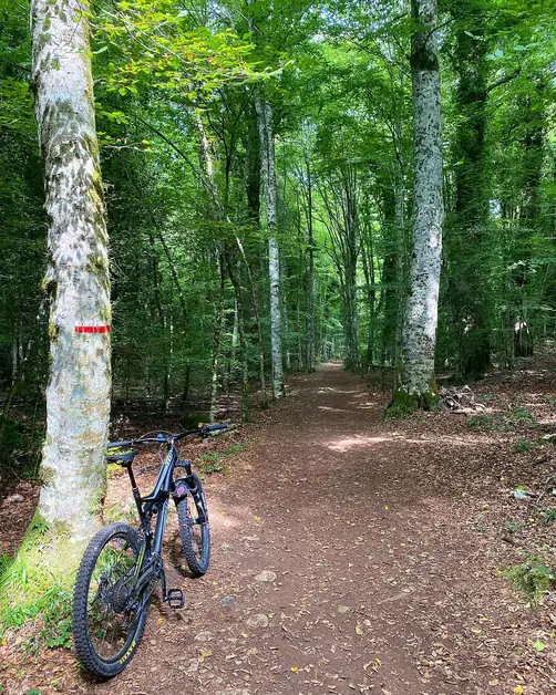 Foresta Umbra